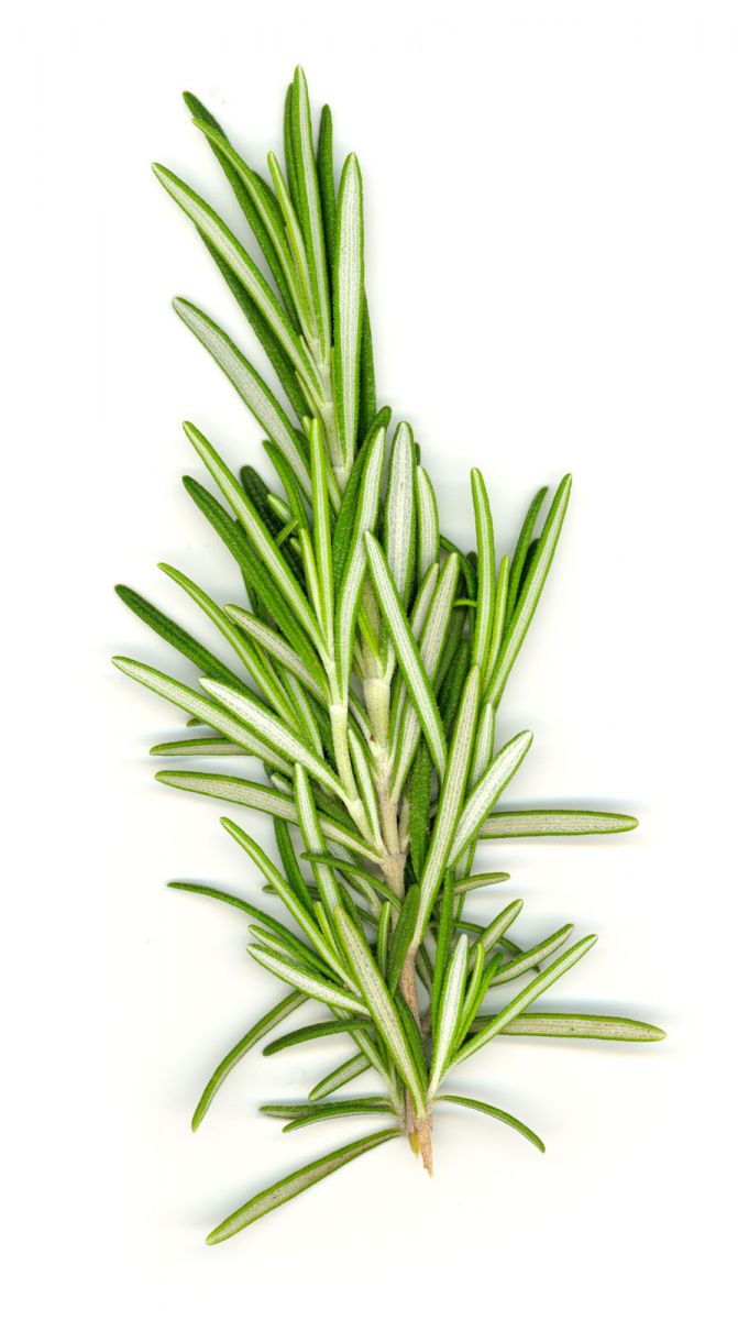 Fresh Rosemary